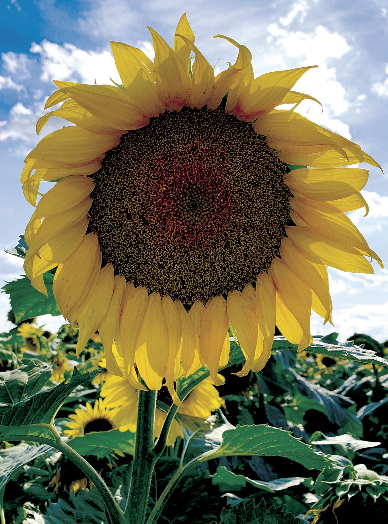 slumped sunflower
